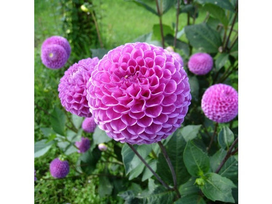 Touch Of ECO Lilac Dahlia Flowers - You Choose