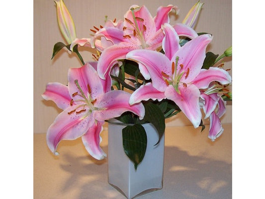 Touch Of ECO Giant Stargazer Lily Flowers - 6 or 24 Bulbs