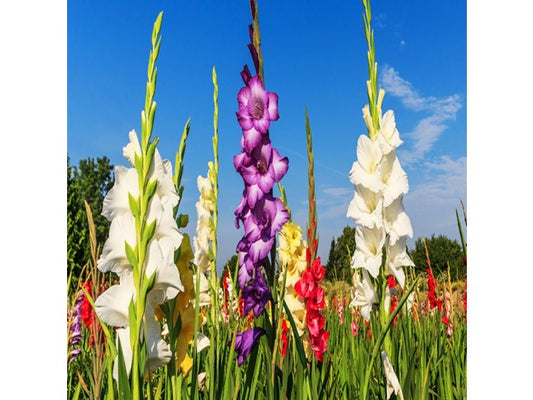 Touch Of ECO Mixed Gladiolus Flowers - 40 or 120 Bulbs