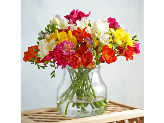 Touch Of ECO Mixed Freesia Flowers - Choose Size