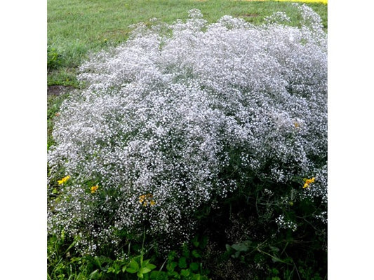 Touch Of ECO Gypsophila Baby's Breath - 6 or 12 Bulbs