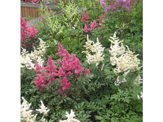 Touch Of ECO Large Plume Astilbe Mix - 6 or 12 Bulbs