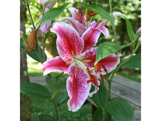 Touch Of ECO Giant Stargazer Lily Flowers - 6 or 24 Bulbs