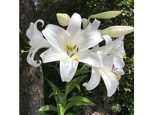 Touch Of ECO Giant Tree Lily Flowers- 3 or 9 Bulbs