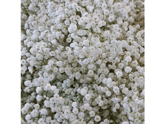 Touch Of ECO Gypsophila Baby's Breath - 6 or 12 Bulbs