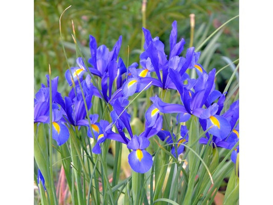 Touch Of ECO Dutch Iris Mix Flowers - Choose Size