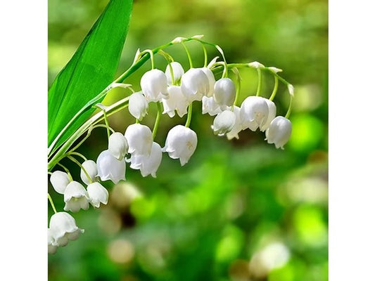 Touch Of ECO Lily of the Valley Flowers - 12 or 20 Bulbs