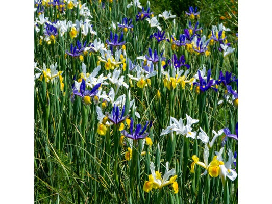 Touch Of ECO Dutch Iris Mix Flowers - Choose Size