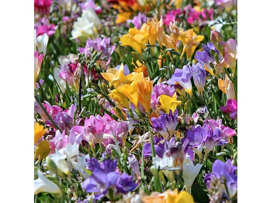 Touch Of ECO Mixed Freesia Flowers - Choose Size