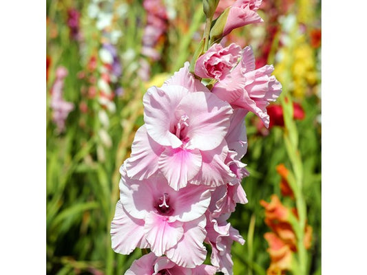 Touch Of ECO Mixed Gladiolus Flowers - 40 or 120 Bulbs