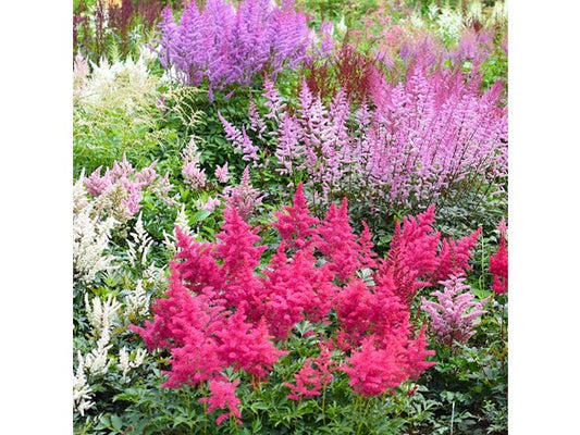 Touch Of ECO Large Plume Astilbe Mix - 6 or 12 Bulbs