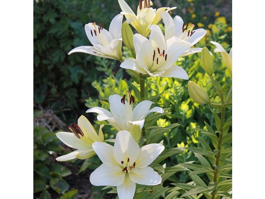 Touch Of ECO Giant Tree Lily Flowers- 3 or 9 Bulbs