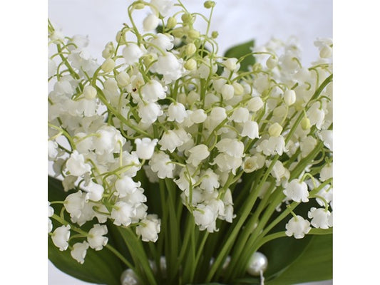 Touch Of ECO Lily of the Valley Flowers - 12 or 20 Bulbs