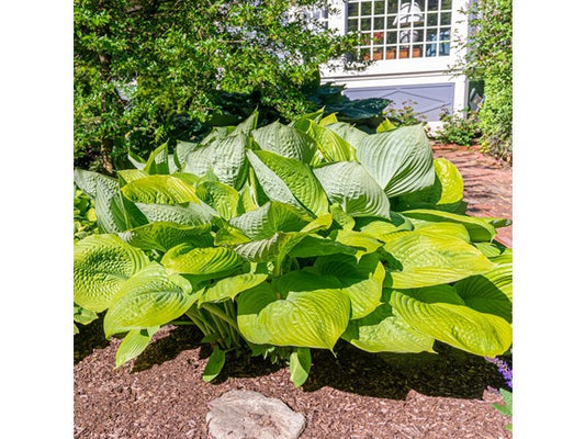 Touch of Eco Giant Leaved Hosta