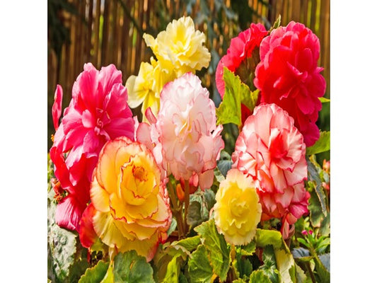 Touch Of ECO Giant Begonia Mix - 3 or 9 Bulbs