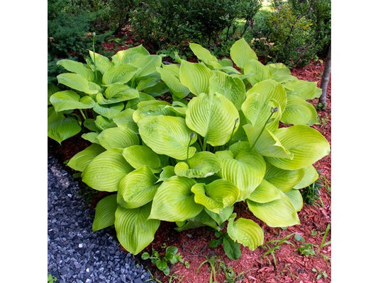 Touch of Eco Giant Leaved Hosta