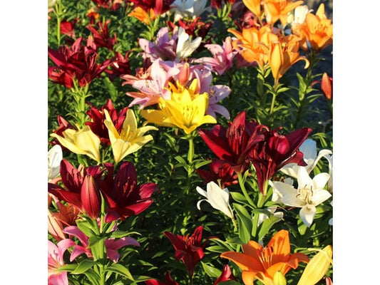 Touch Of ECO Lilium Oohs and Aahs Flowers - Choose Qty