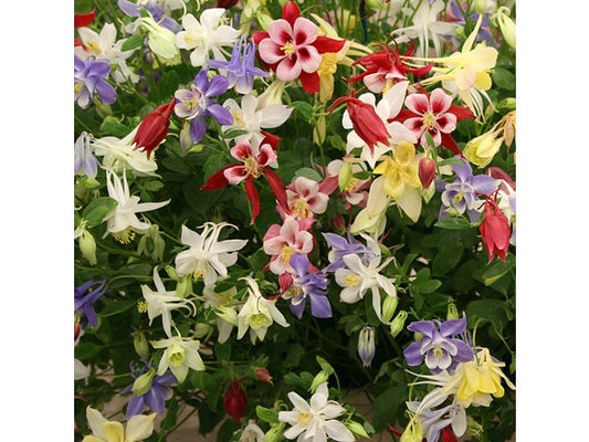 Touch Of ECO Mixed Columbine Flowers -You Choose
