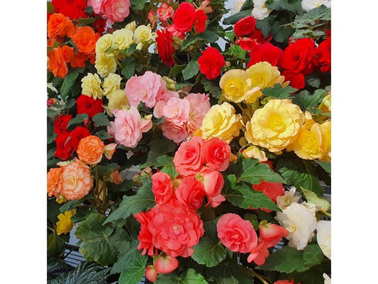 Touch Of ECO Giant Begonia Mix - 3 or 9 Bulbs