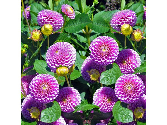 Touch Of ECO Lilac Dahlia Flowers - You Choose