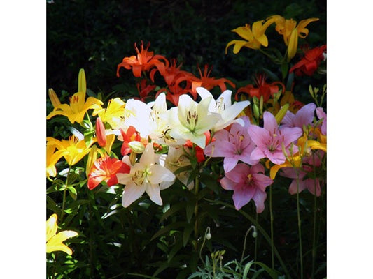 Touch Of ECO Lilium Oohs and Aahs Flowers - Choose Qty