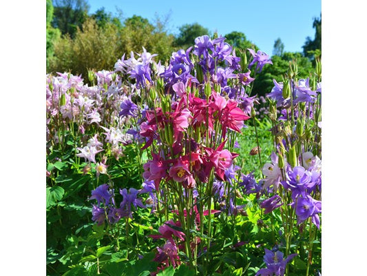 Touch Of ECO Mixed Columbine Flowers -You Choose
